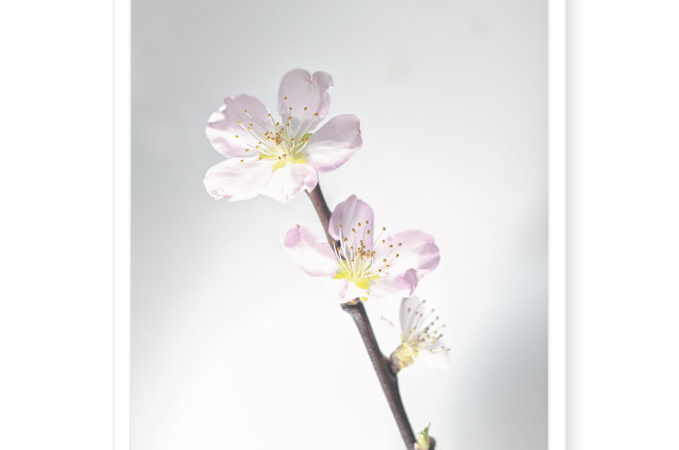 Zijdebloem in high key