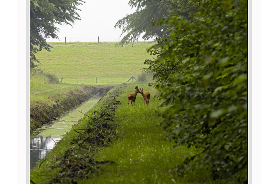 Liefde in het bos