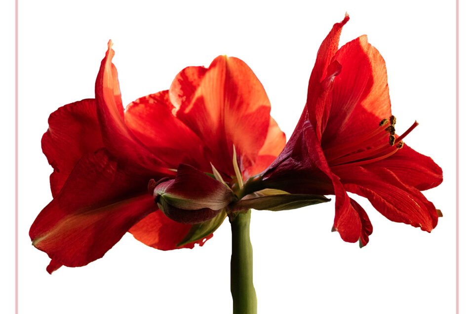 Amaryllis