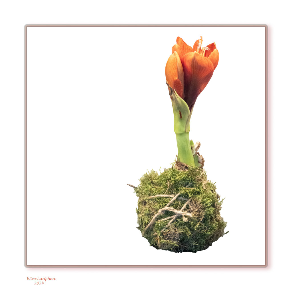 De amaryllis