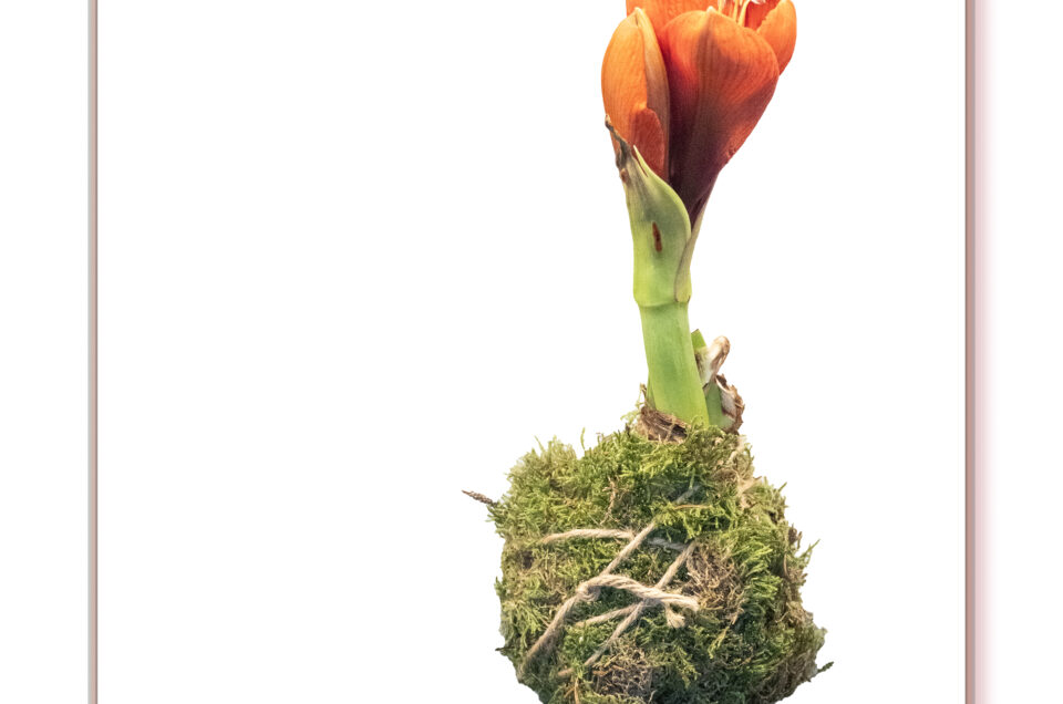 Amaryllis
