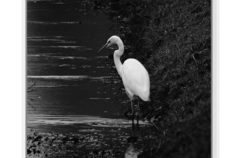 Zilverreiger bij Ketelmeer