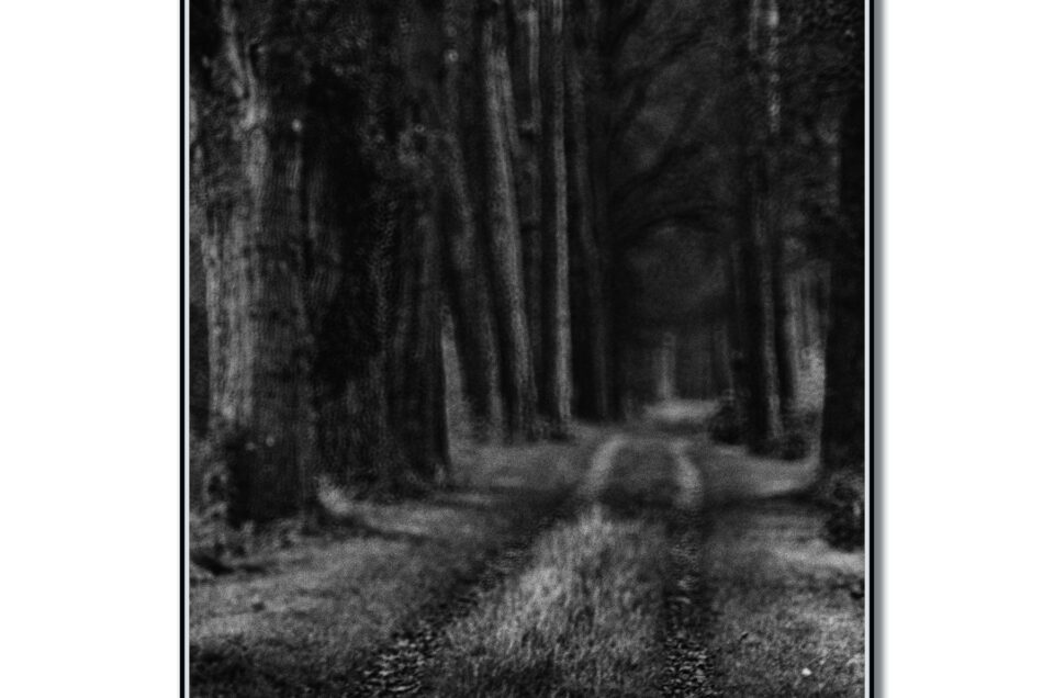 Huilende wolven